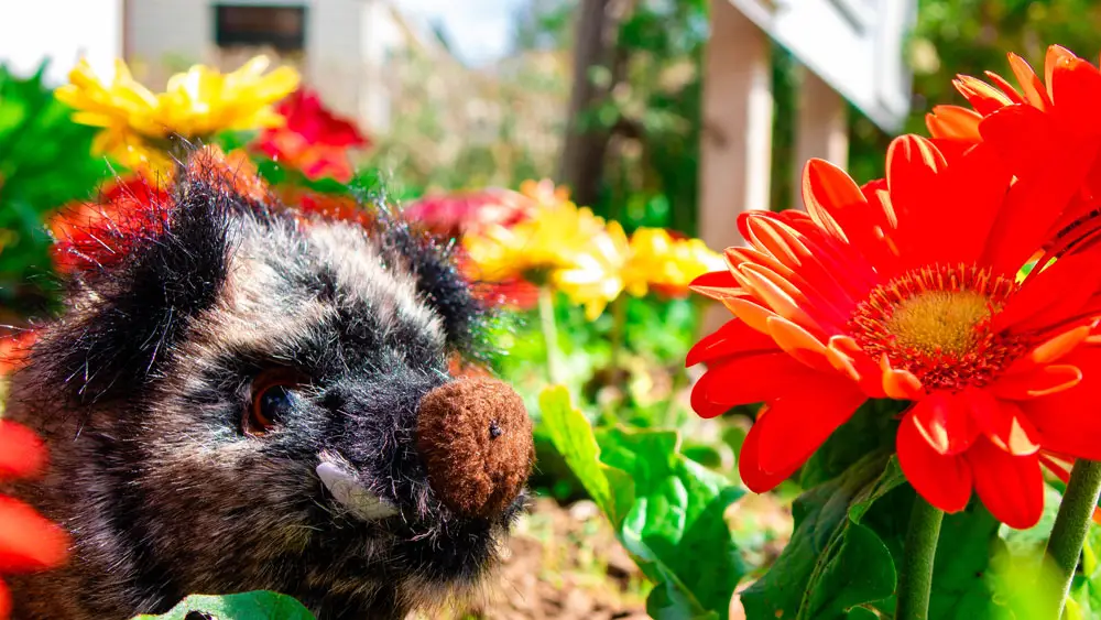 Sofy, the Esterel Caravaning wild boar soft toy, mascot inspired by the campsite's family of boars