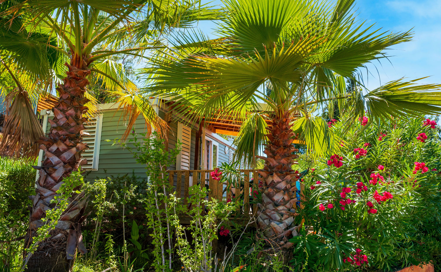 Oleanders in bloom in front of a mobile home – Esterel Caravaning
