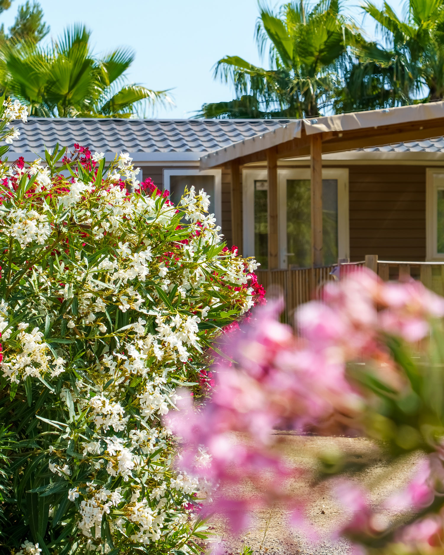Washingtonia palms and oleanders around a mobile home – Esterel Caravaning